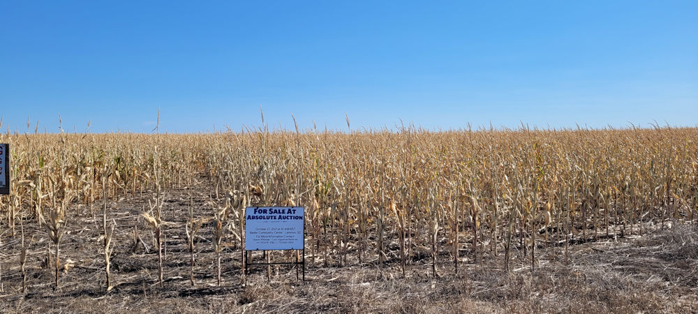 Crop, Pasture & Hayland to be Sold at Absolute Auction