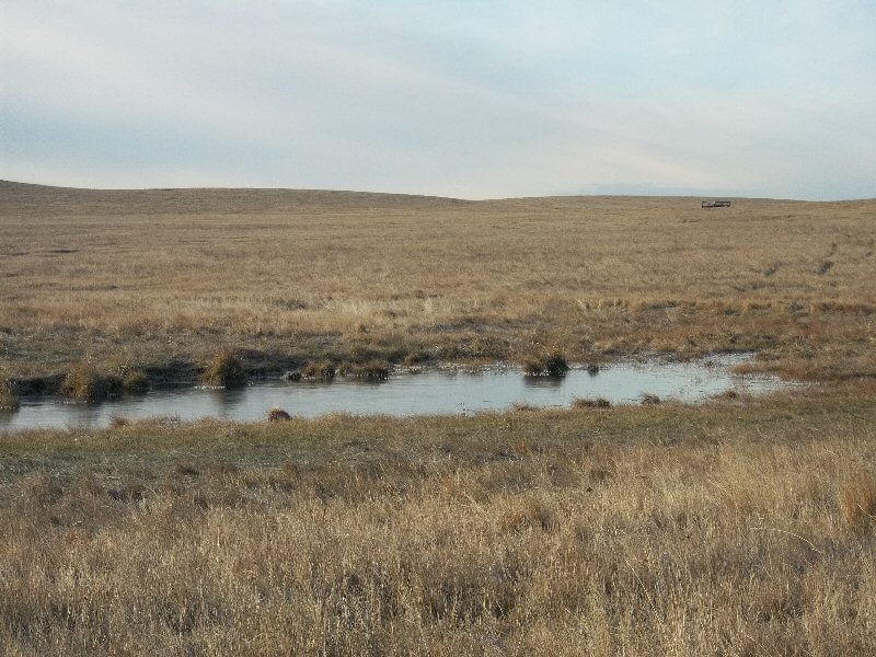 Excellent Native Pasture For Sale at Public Auction