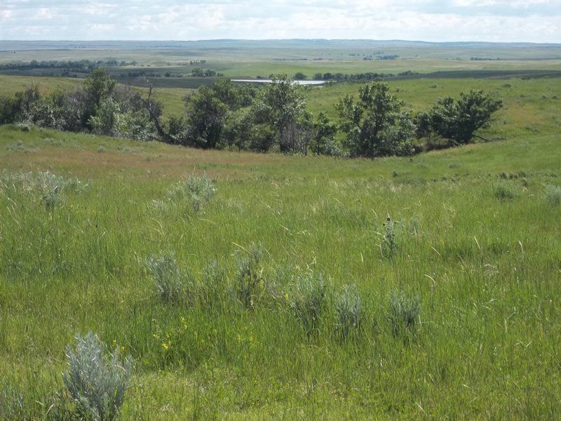 Ranch & CRP Land For Sale At Public Auction