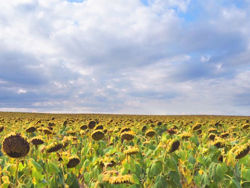 Cropland & Pasture For Sale at Public Auction